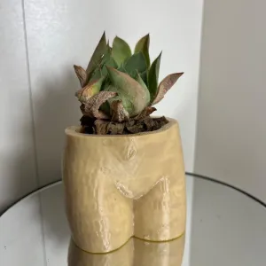 Cheeky Chic Planter